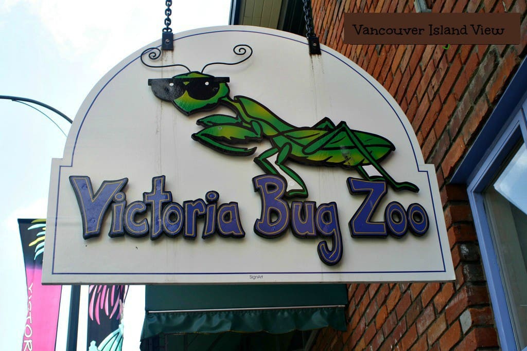 Are you or your kids bug lovers? Make sure to visit the Bug Zoo in Victoria while on Vancouver Island.