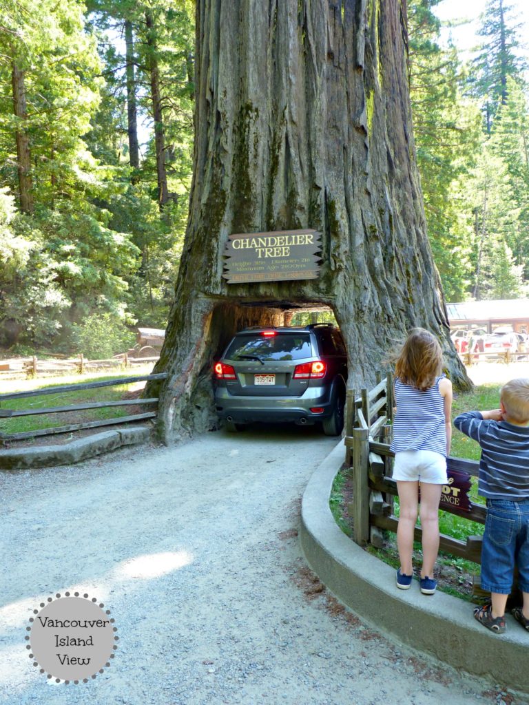 Exploring the Redwood Forest in Norther California is something that should not be missed.