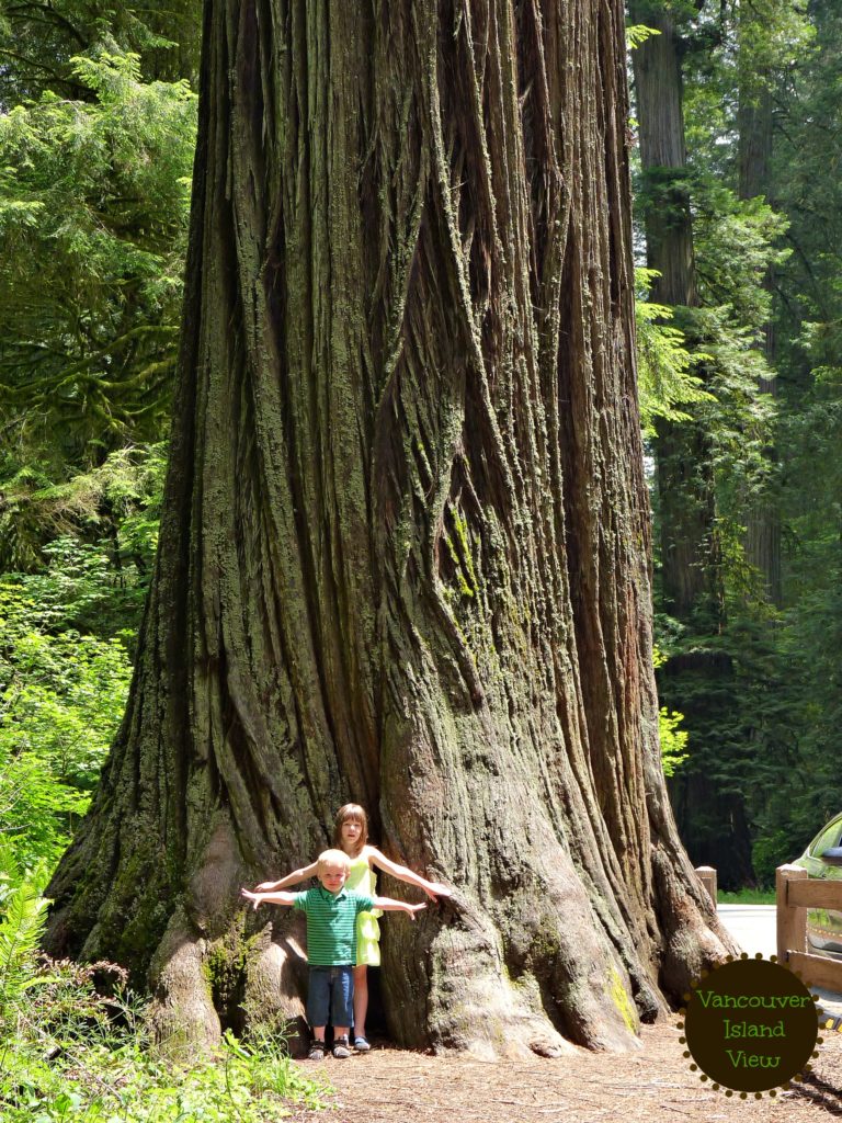 Exploring the Redwood Forest in Norther California is something that should not be missed.