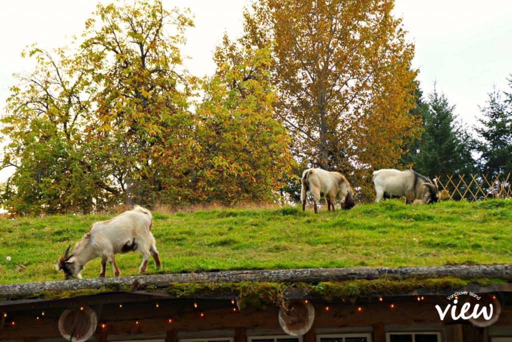Goats on the Roof is just one of the many fantastic things to see and do around Coombs. If you are heading to the West Coast of Vancouver Island, Coombs is a must see stop!